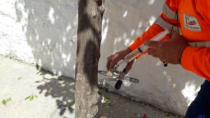 Un treballador de Benissa Impuls fumiga un arbre per endoteràpia